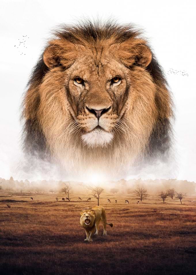 Lion King Savannah Africa