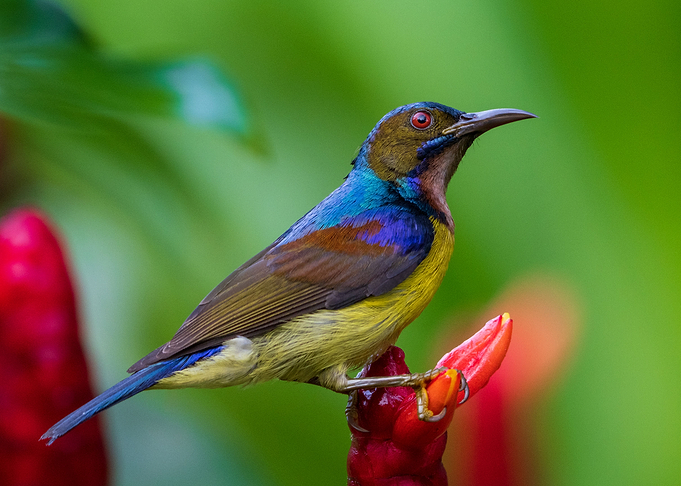 Brown Throated Sunbird