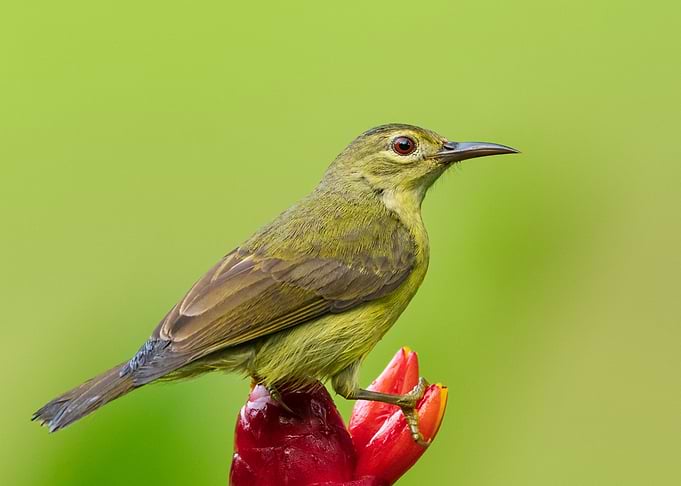 Sunbird