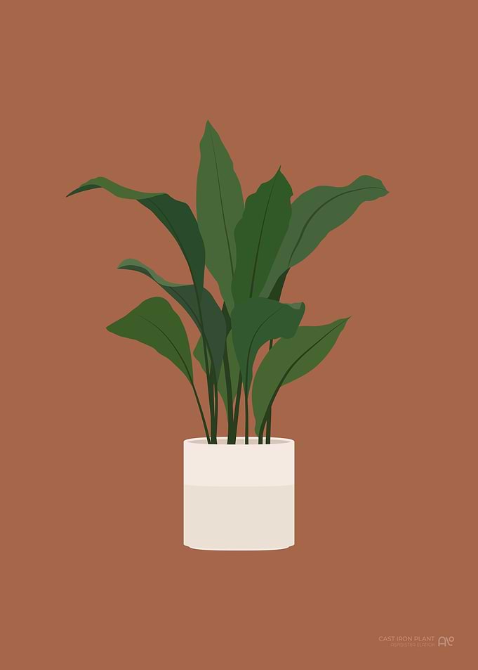 Cast Iron Plant
