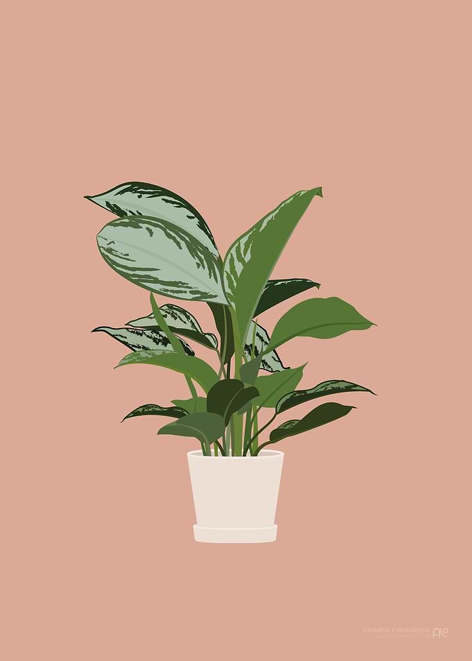 Chinese Evergreen Plant