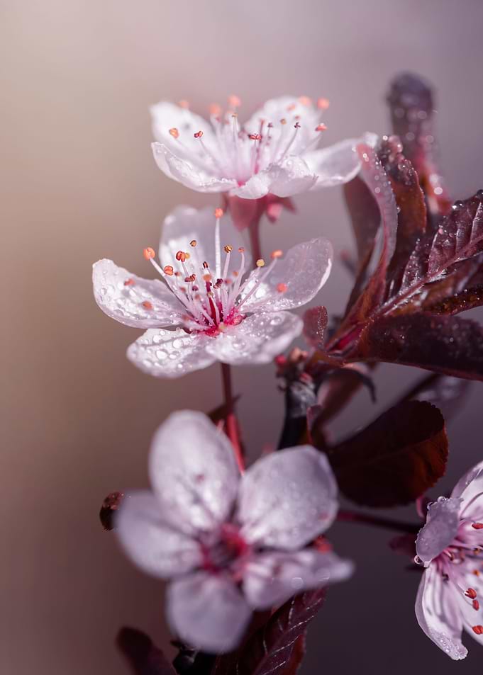 Japanese cherry blossoms