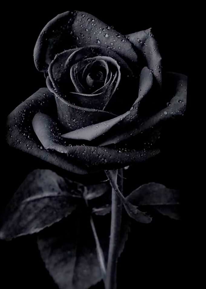 Dark Rose Posters