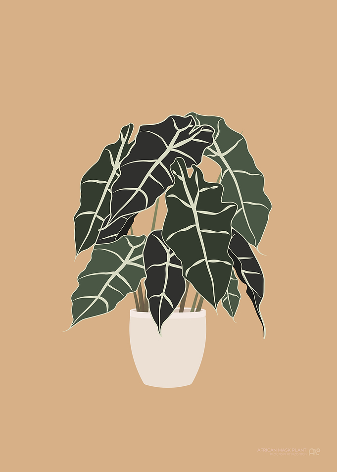 African Mask Plant