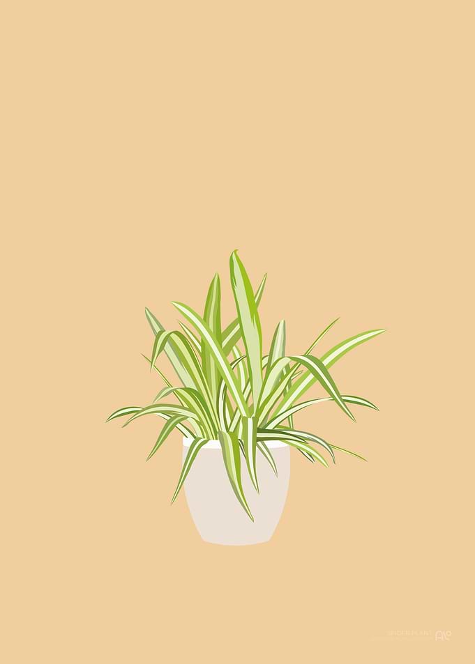 Spider Plant Illustration