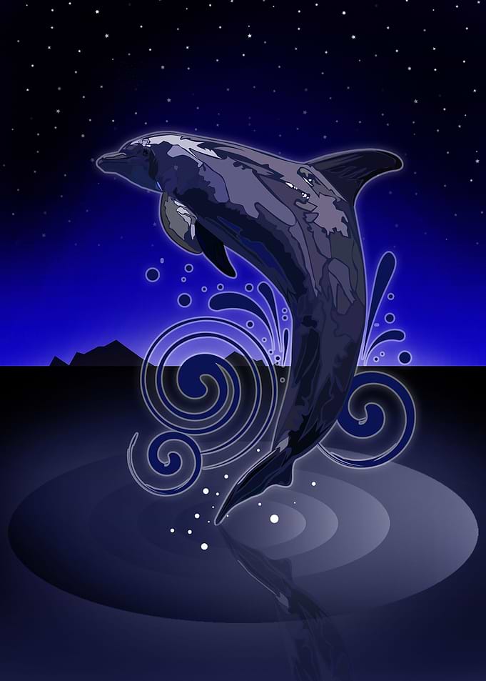 Dolphin Night