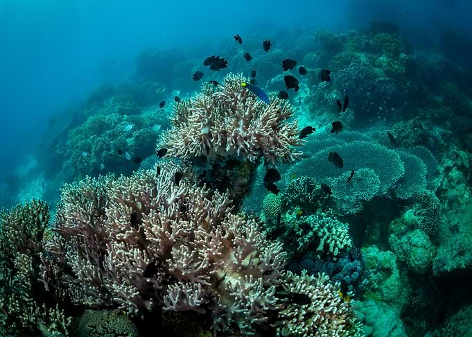 Underwater world