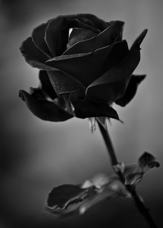 Dark Rose Posters