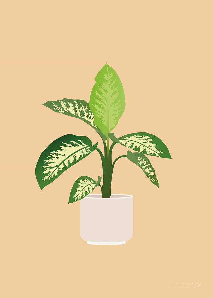 Dumb Cane Houseplant