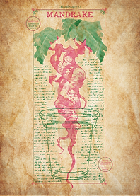 Mandrake Chart