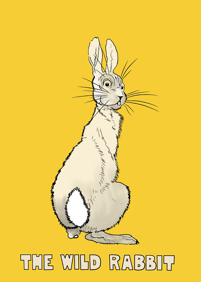 The Wild Rabbit