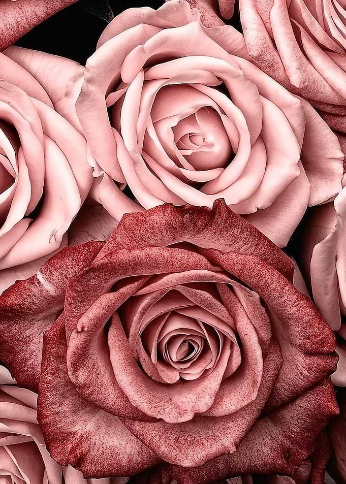 Rose Posters