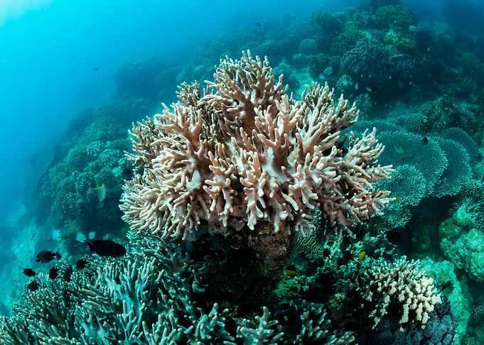 Underwater world