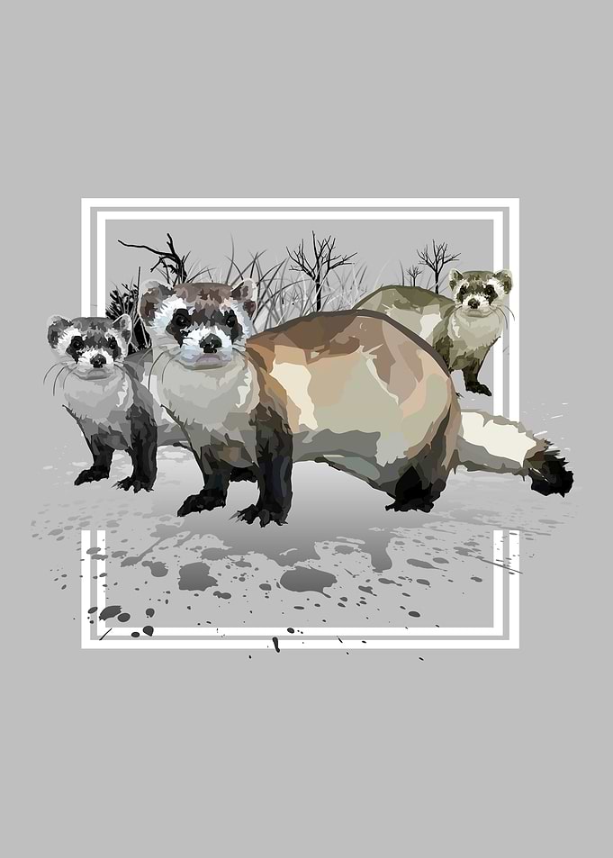 Ferrets