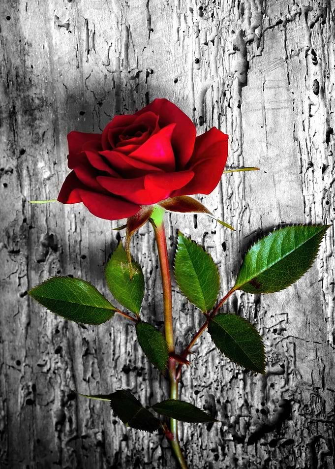 Rose Posters