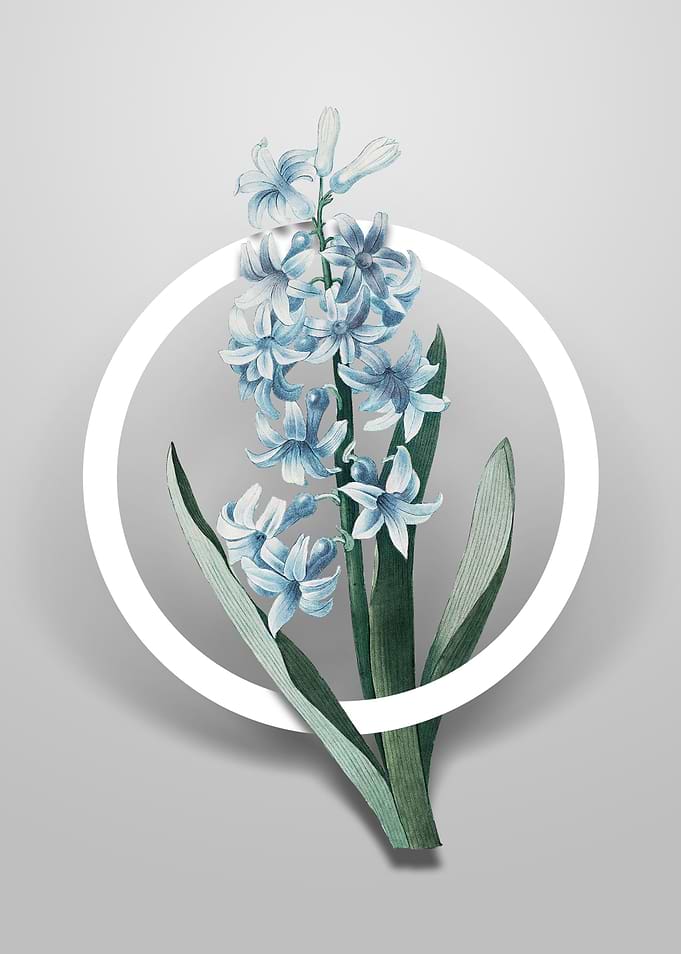 Dutch Hyacinth Flower Art