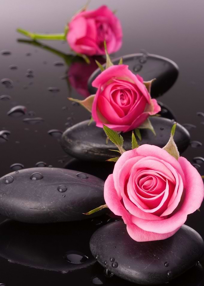 Pink Roses