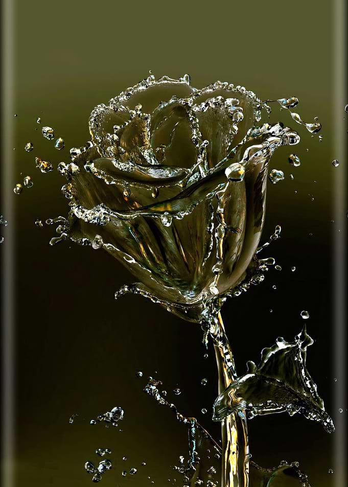 Water Rose