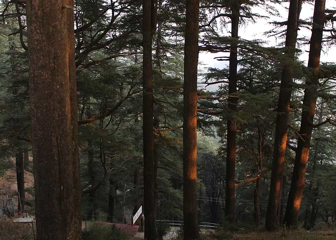 Forest