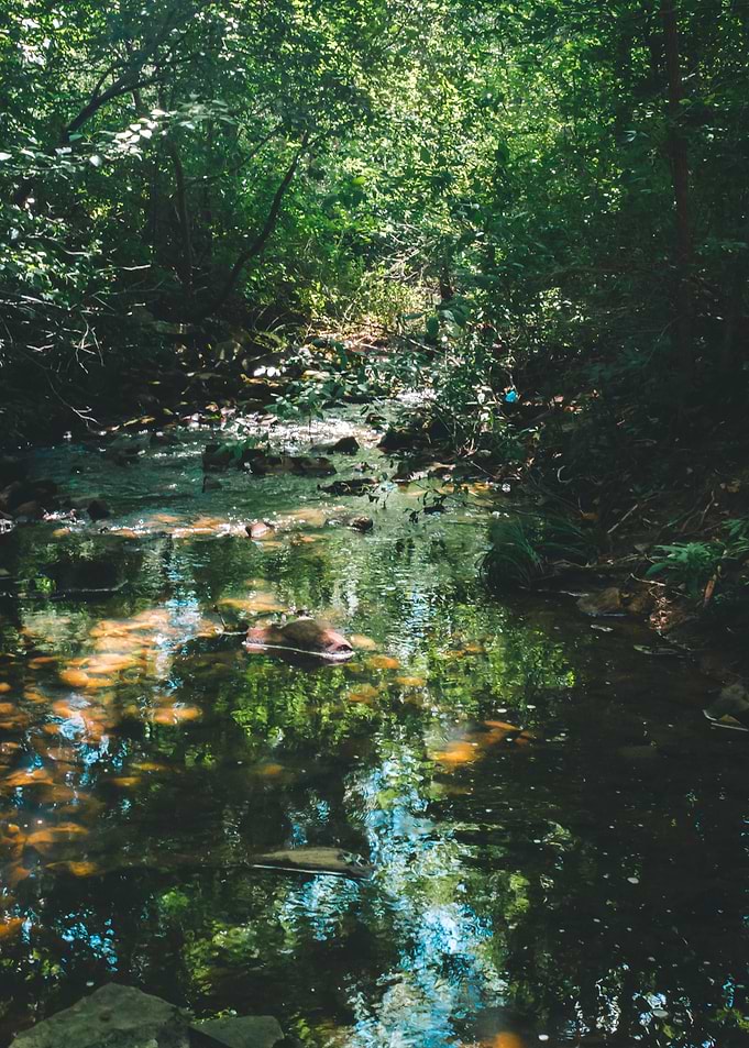 Creek flowing through the