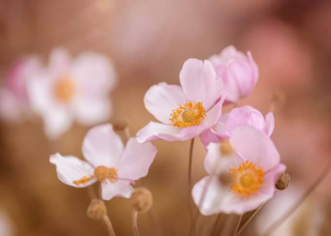 Anemone, pink flowers