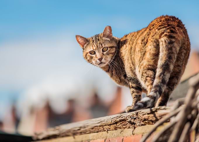 Cat Looking Back