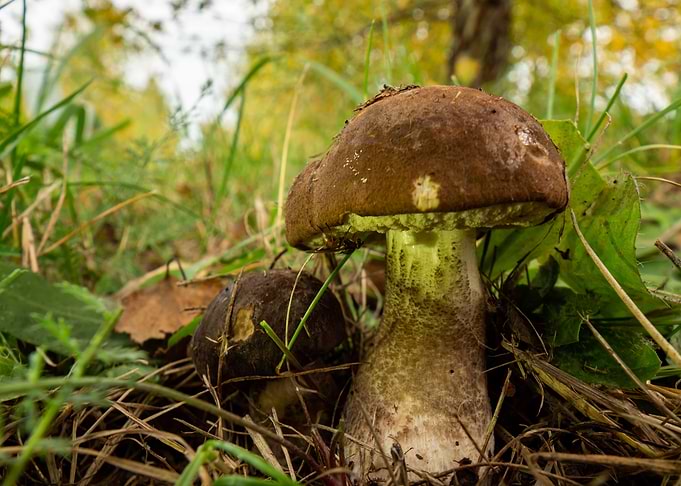 Mushroom