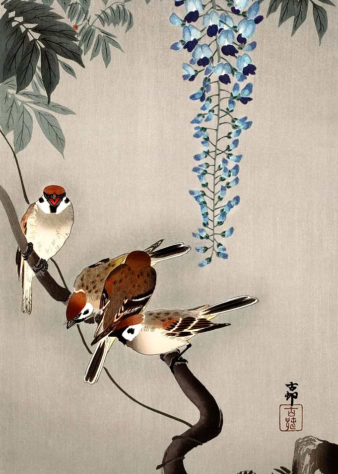 Ring sparrows at wisteria