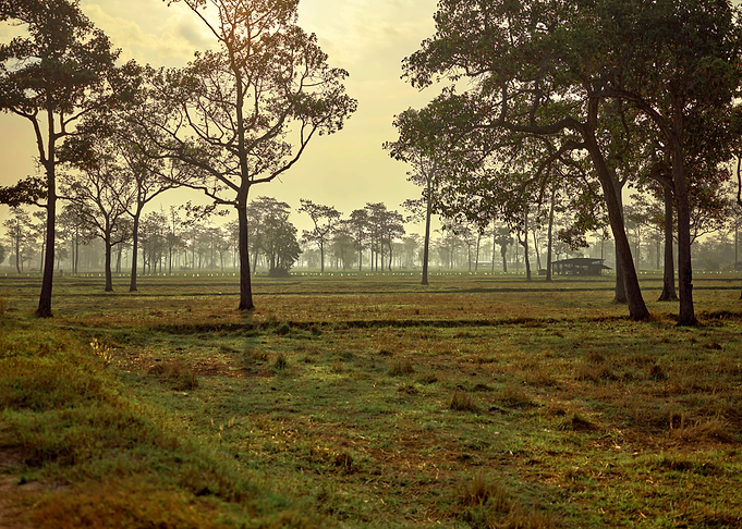 Beautiful rice field