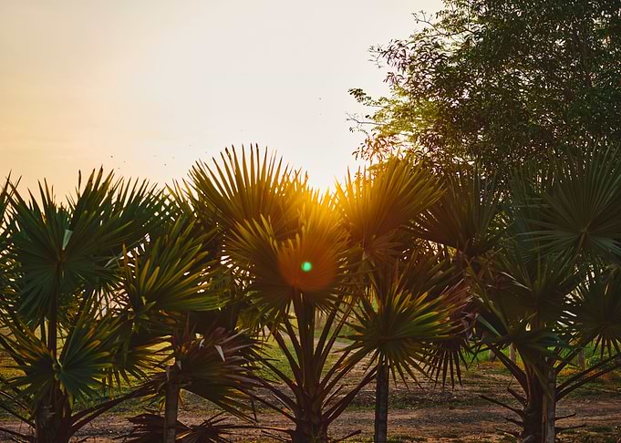 The Golden light