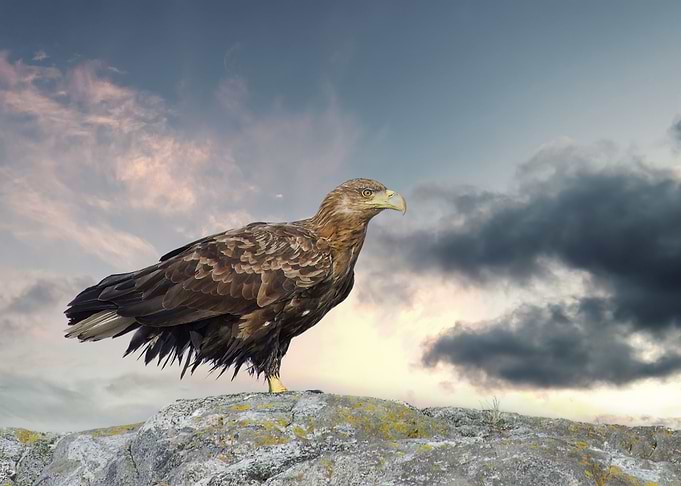 White tailed eagle