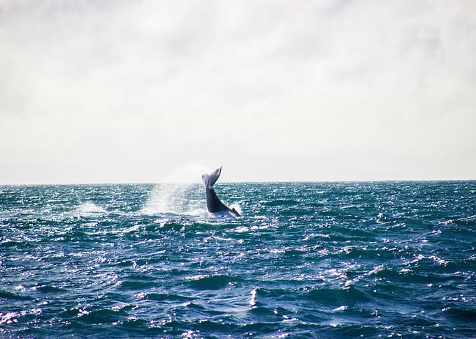 Whale sea
