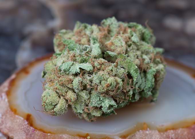 Close up of Cannabis