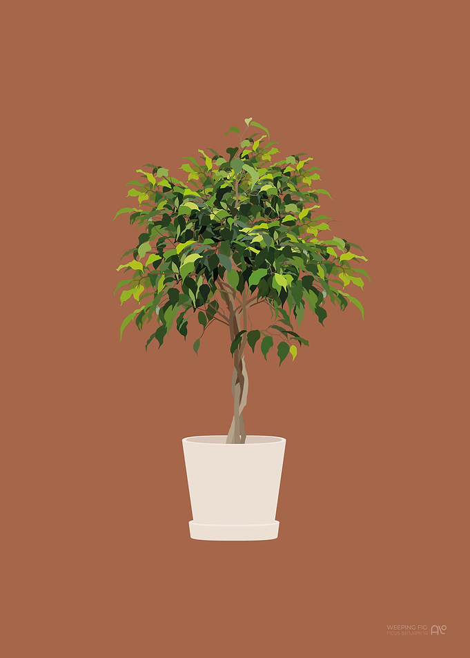 Weeping Fig Illustration