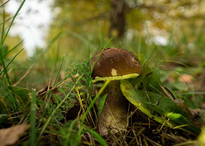 Mushroom
