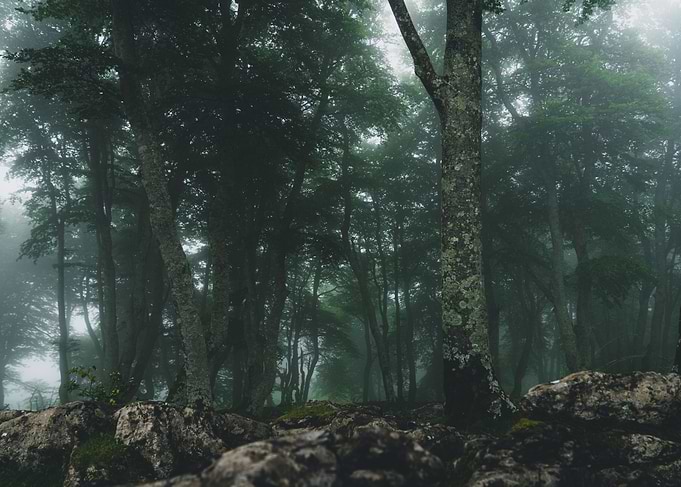 Dark Forest