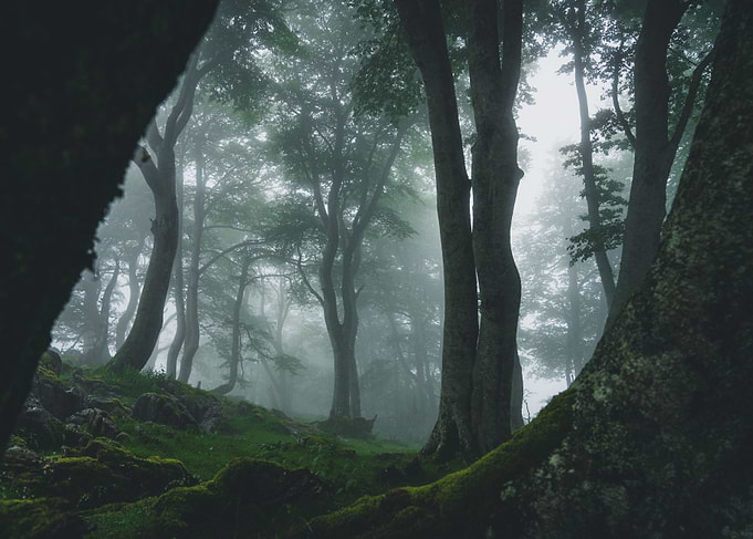 Wonderlust forest