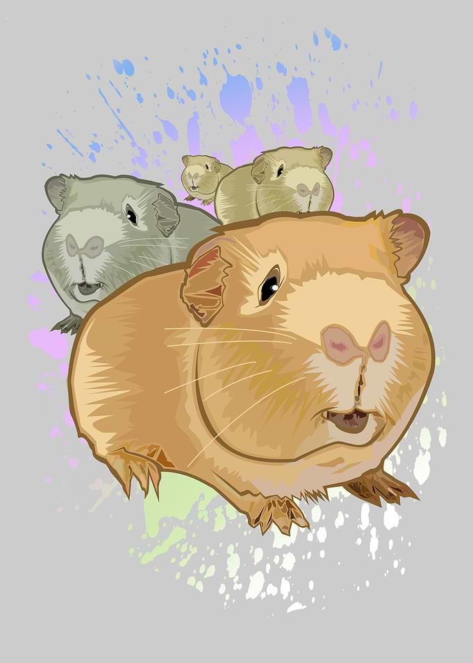 Guinea Pigs