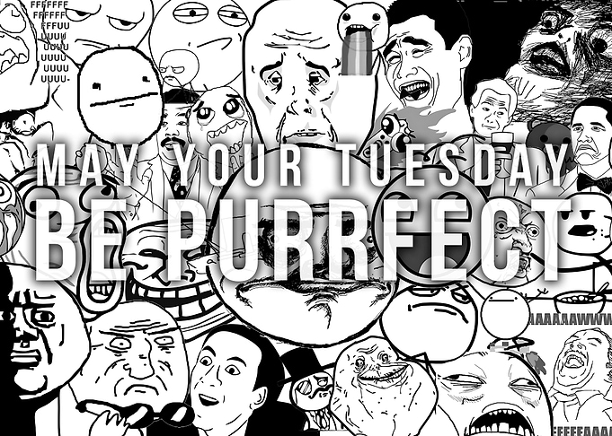 Be Purrfect