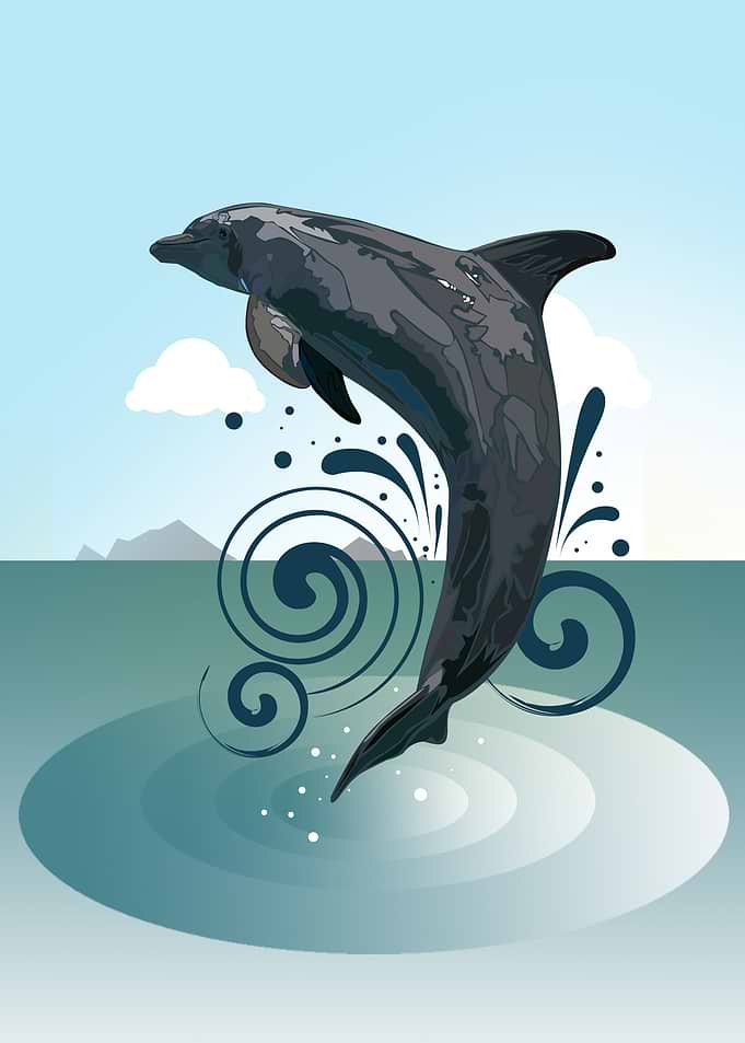 Dolphin
