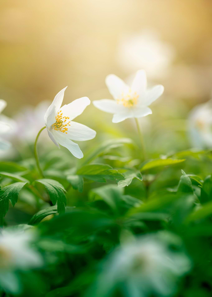 White anemone, spring lea