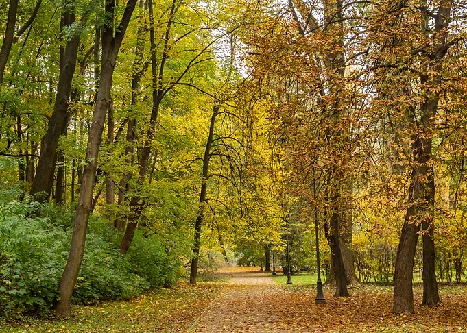 Fall In The Town