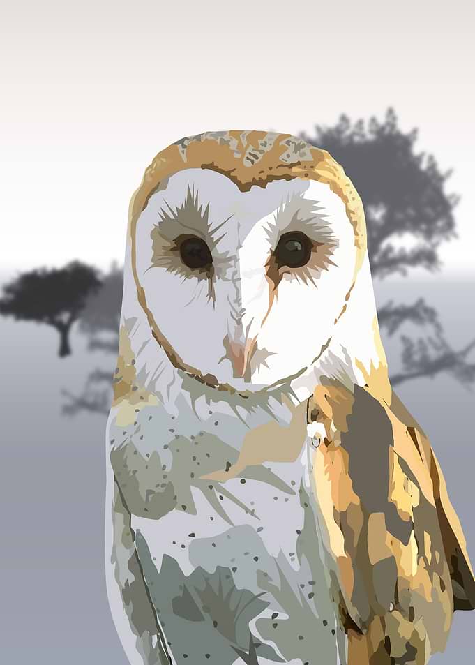 Barn Owl
