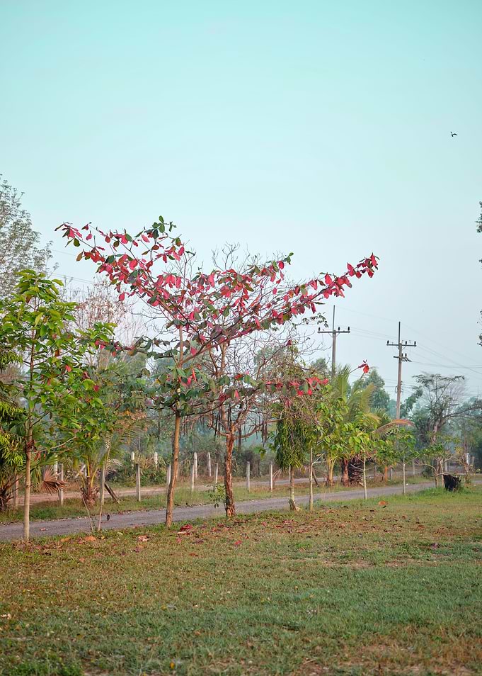 Malabar tree