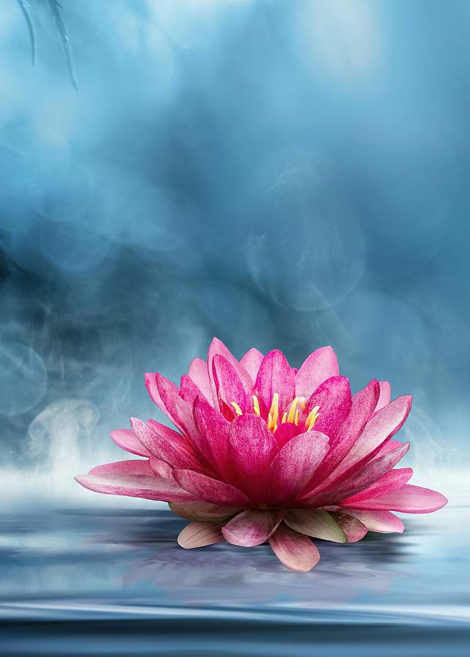Lotus Flower