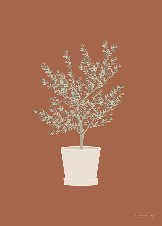 Olive Tree Illustration