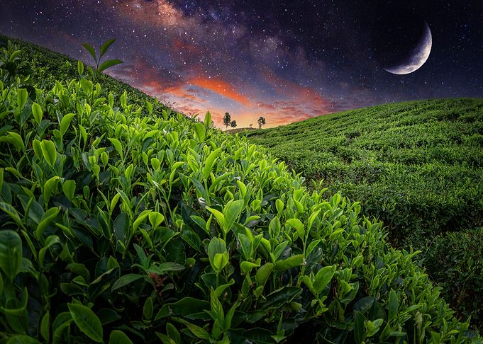 Natures