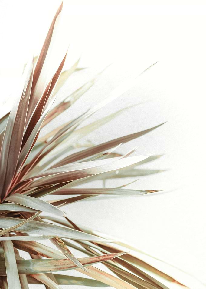 Aesthetic Plant