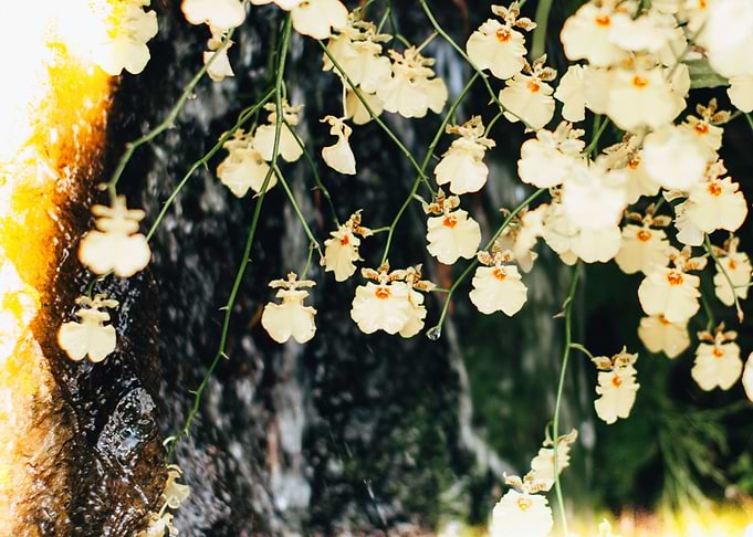 Hanging Orchid Burn
