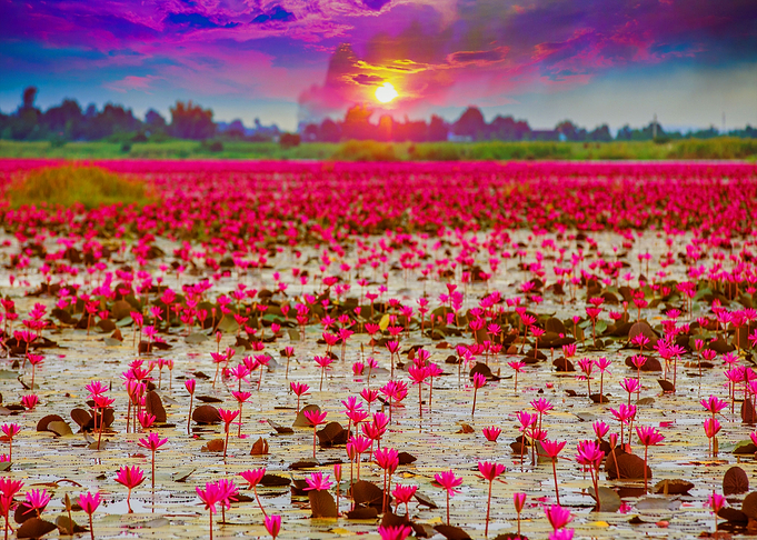 Natures